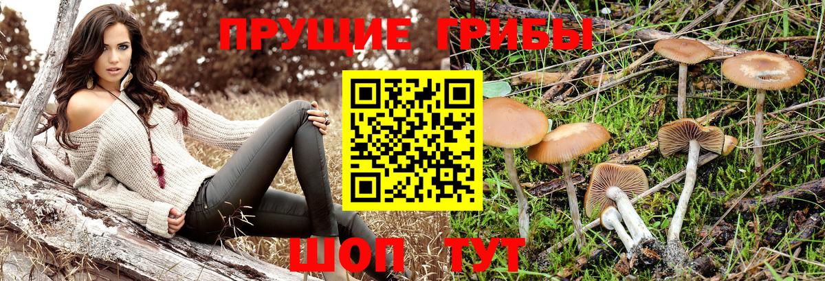 Псилоцибиновые грибы Magic Shrooms  купить  сайты  Нововоронеж  Вход с VPN 